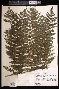 Cyathea tenera image