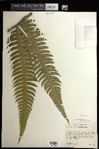 Cyathea mutica image