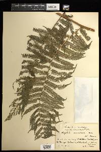 Cyathea microdonta image