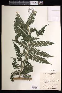 Cyathea tuerckheimii image