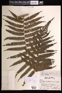 Cyathea tuerckheimii image