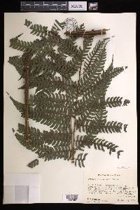 Cyathea tuerckheimii image