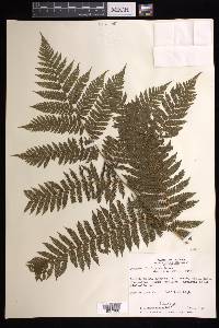 Cyathea tenera image