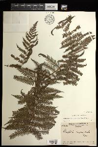 Cyathea microdonta image