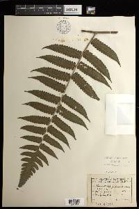 Cyathea pauciflora image