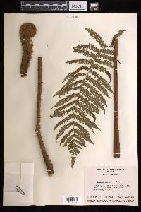 Cyathea tenera image