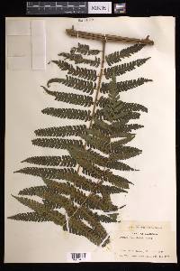 Cyathea tuerckheimii image