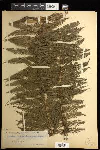 Cyathea microdonta image