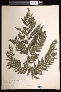 Cyathea tenera image