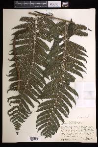 Cyathea tuerckheimii image