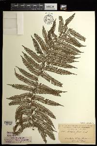 Cyathea microdonta image