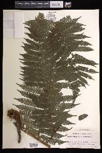 Cyathea tenera image