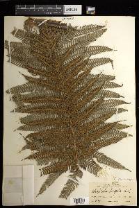 Cyathea poeppigii image