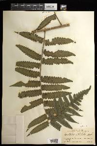 Cyathea pauciflora image