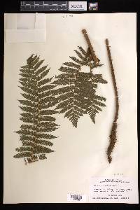 Cyathea tenera image