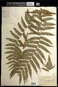 Cyathea microdonta image