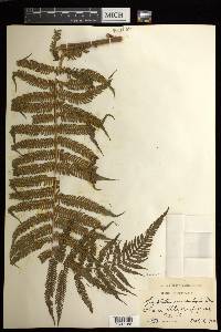 Cyathea microdonta image