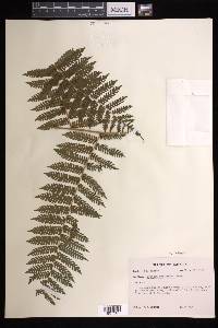 Cyathea tenera image