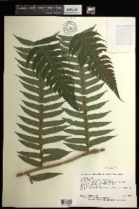 Cyathea mutica image