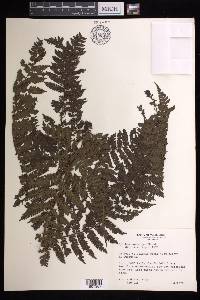 Cyathea squamipes image