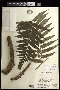 Cyathea pungens image