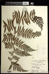 Cyathea microdonta image