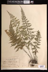 Asplenium laserpitiifolium image