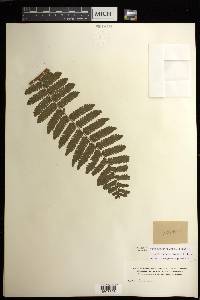 Cyathea pungens image