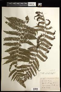 Cyathea microdonta image