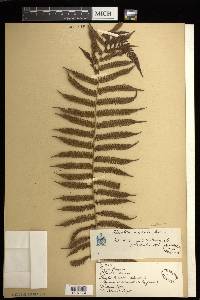 Cyathea microdonta image