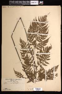 Asplenium laserpitiifolium image