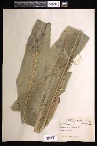 Asplenium nidus image
