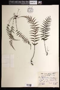 Asplenium lepturus image