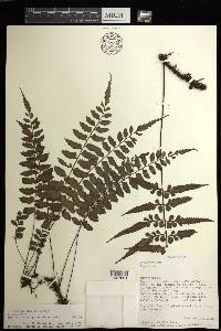 Asplenium herpetopteris image