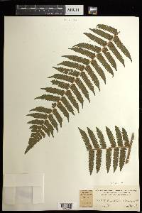 Cyathea pungens image