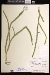 Lycopodiella alopecuroides image