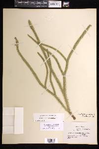 Lycopodiella alopecuroides image