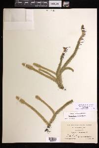 Lycopodiella alopecuroides image