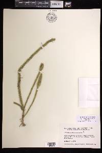 Lycopodiella alopecuroides image