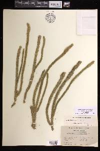 Lycopodiella alopecuroides image