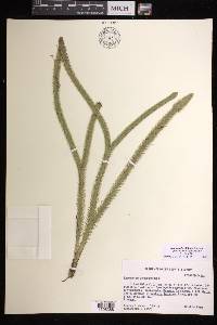 Lycopodiella alopecuroides image