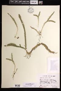 Lycopodiella alopecuroides image