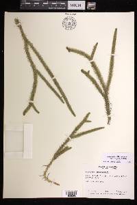 Lycopodiella alopecuroides image