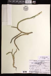 Lycopodiella alopecuroides image