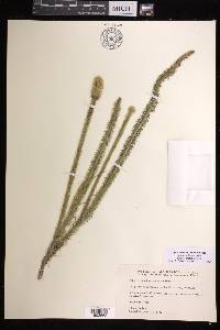 Lycopodiella prostrata image