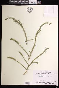 Lycopodiella margueritae image