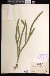 Lycopodiella alopecuroides image