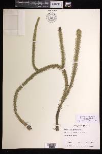 Lycopodiella alopecuroides image
