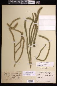 Lycopodiella alopecuroides image