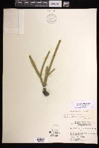 Lycopodiella alopecuroides image